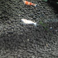 all-about-shrimp-red-cherry-red-bee-black-bee-neocaridina-caridina-dll