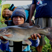 hot-ikan-ikan-asli-indonesia-ini-udah-mulai-terancam-gan