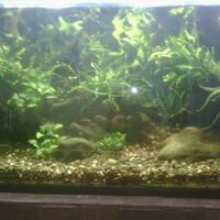 aquascape-pesona-taman-di-dalam-akuarium-must-see