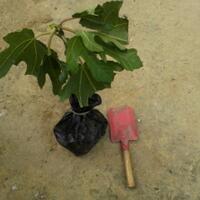 pohon-tin-pohon-ara-buah-tinbuah-ara-untuk-cancer-dan-collesterol-tinggi---part-2