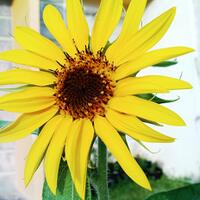 dilarang-bikin-thread-baru-mau-tanya-tentang-tanaman-masuk-sini-saja