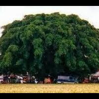 pohon-pohon-yang-sering-di-huni-makhluk-halus