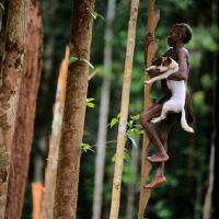 rumah-pohon-suku-korowai---makin-cinta-indonesia-deh