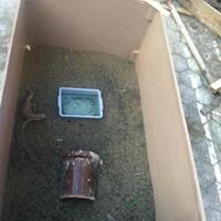 savannah-monitor-lovers-new-home