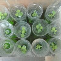 all-about-hidroponik