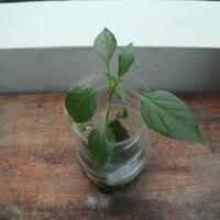 dilarang-bikin-thread-baru-mau-tanya-tentang-tanaman-masuk-sini-saja