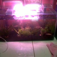 aquarium-thingy-for-starter-dari-newbie-untuk-newbie