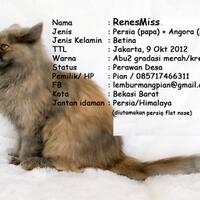 info-biro-jodoh-kucing-catlovers---read-page-1-first