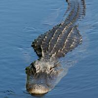 perbedaan-alligator-dan-crocodile