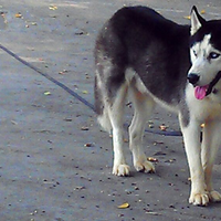 fakta-tentang-anjing-siberian-husky-pics