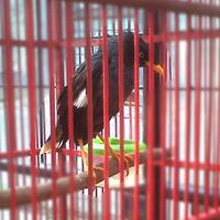 jalak-dan-semua-jenisnya