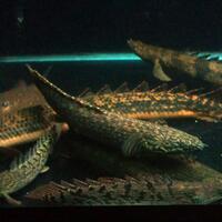 polypterus-aka-palmas-lounge-part-ii-ask-sharing--post-your-bichir-here---part-1