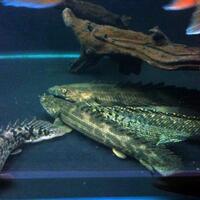 polypterus-aka-palmas-lounge-part-ii-ask-sharing--post-your-bichir-here---part-1