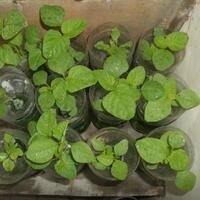 vegetable-lovers---official-thread---part-3