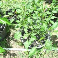 ayo-bertanam-cabe---hot--eksotis---part-1