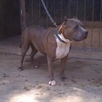 share-all-about-american-bully