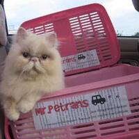 hati-hati-penipuan-jual-beli-kucing-sebarkan-pin-bb-25a84bc6