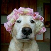 anjing-narsis-pas-di-salon