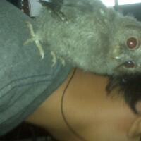 thread-khusus-burung-hantu-owl-kaskus---part-5