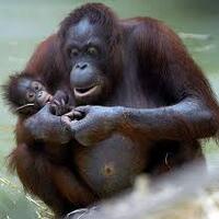 bisa-sebut-dalam-bhs-inggris-ini-buah-dewa-bhs-inggris-masuk