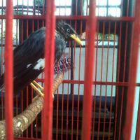 jalak-dan-semua-jenisnya