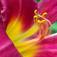 pentax-village---part-3--the-legend-still-continues