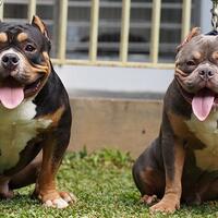 share-all-about-american-bully