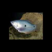 hot-ikan-ikan-asli-indonesia-ini-udah-mulai-terancam-gan