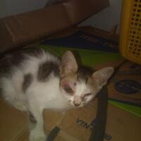 kucing-lokal-domestik-kampung