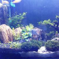 aquascape-for-everyone-learning-and-sharing