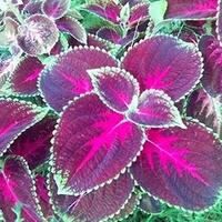 hayo-siapa-yang-pernah-terinfeksi-hewan-ini-quottenguquot