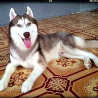 new-siberian-husky-lovers---read-page-1-for-update---part-2