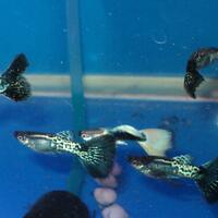 guppy-lovers---part-2