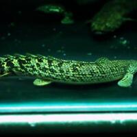 polypterus-aka-palmas-lounge-part-ii-ask-sharing--post-your-bichir-here---part-1