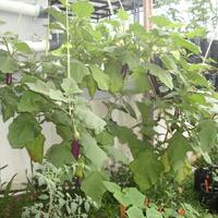 vegetable-lovers---official-thread---part-3