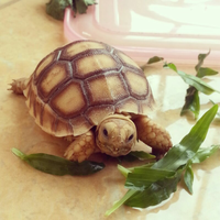 93787769378776937-all-about-tortoise-93787769378776937---part-3