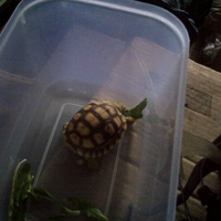 93787769378776937-all-about-tortoise-93787769378776937---part-3