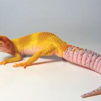 9788new-ask-about-leopard-gecko9788