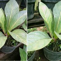 anthurium-lover039s-part-2