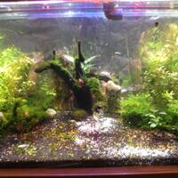 aquascape-for-everyone-learning-and-sharing