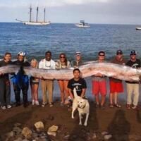 oarfish-terbesar-di-temukan-di-california