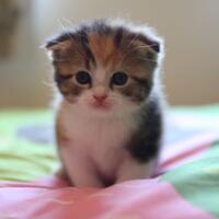 cat-lover-share-kucing-imut-ane-yang-baru-ane-beli-awas-jatuh-cinta