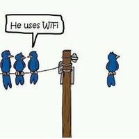 kalo-burung-pake-wifi