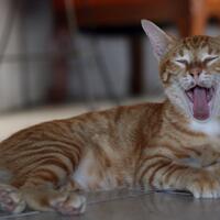 pic-kucing-kampung-gak-kalah-dengan-kucing-impor-pecinta-kucing-masuk