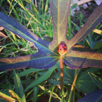 share-hasil-jepret-andromax-i-agan-dong