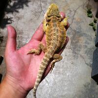 bearded-dragon