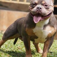 share-all-about-american-bully