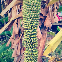 pernah-liat-buah-ini