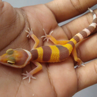 9788new-ask-about-leopard-gecko9788