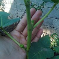 pohon-tin-pohon-ara-buah-tinbuah-ara-untuk-cancer-dan-collesterol-tinggi---part-2